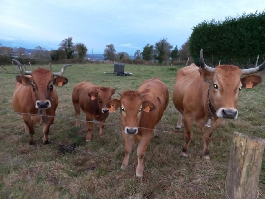 Casa Con Finca En Oviedo El Casero Dış mekan fotoğraf